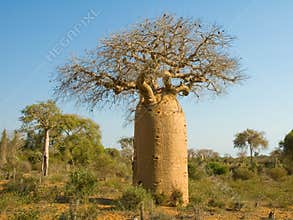 Bottle Tree