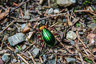 Shiny Green Bug