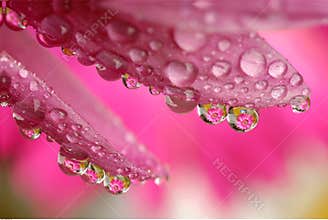 Macro water drop flower