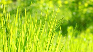 Grass waving on wind, backlit; on site sound