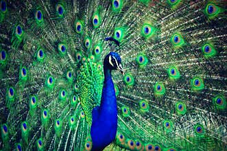 Peacock