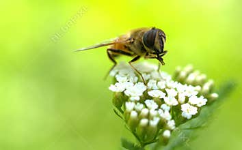 Pollen addiction