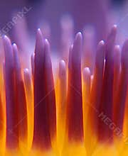 Purple Water Lily Macro