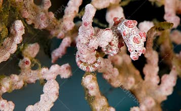 Pygmy sea horse
