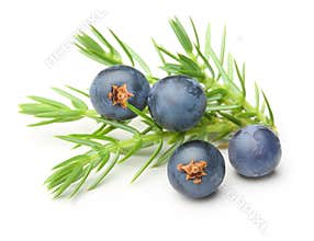 Juniper berries isolated