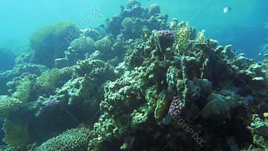 Undersea life with coral reef and fish