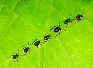 Newly born bugs