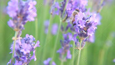 Bee on lavender flowers