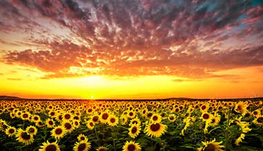 Sunset with sunflower