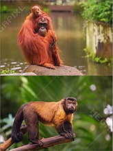 Collage of small monkeys sitting on a tree.