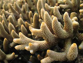 Staghorn Coral Macro