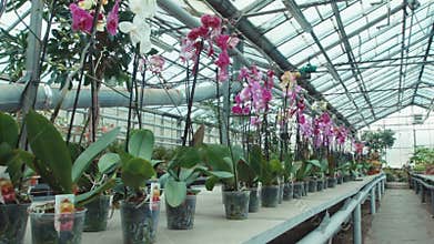 Orchids in the greenhouse