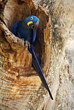Big blue parrot Hyacinth Macaw, Anodorhynchus hyacinthinus, in tree nest cavity, Pantanal, Brazil, South America