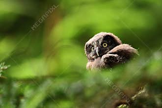 Portrait of young Boreal Owl, with blurred leaves, hidden in green tree in the forest