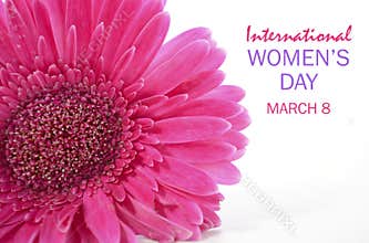International Womens Day Pink Gerbera