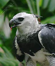 Harpya harpyja (Harpy Eagle)