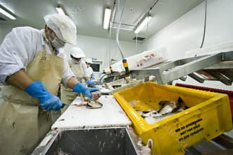 Fish cutter in action
