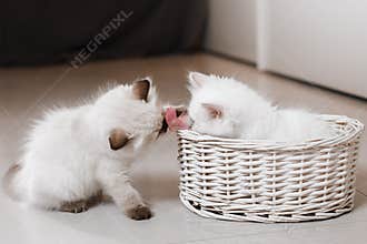 Ragdoll blue point little kitten