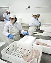 Fish processing factory