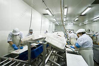 Fish processing factory
