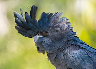 Red-Tailed Black Cockatoo