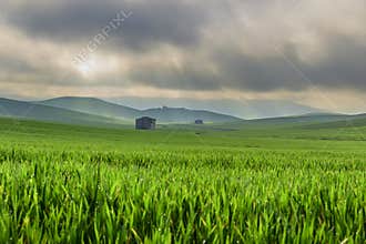 SPRINGTIME.Between Apulia and Basilicata.Hilly landscape with corn field immature, dominated by clouds.Italy.