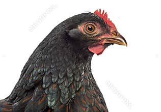 Barnevelder double-laced Hen isolated on white