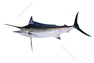 Full body of blue marine fish white background side vie