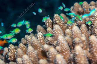 Bluegreen chromis on Acropora
