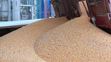Unloading Corn into the Grain Silo.