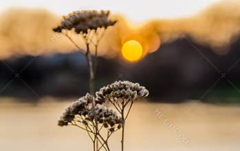 Sunset on the Equinox, spring, nature, flowers