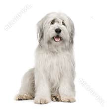 Sheepdog (15 moths)