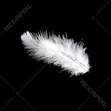 White feather on black