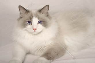 Rag Doll Cat