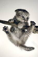 Kitten
