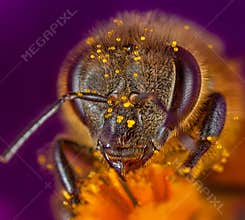 Bee in flower