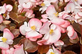 A Cluster of White Flowers Edged in Pink Against Bronze Leaves
