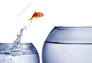 Goldfish jumping out of the water