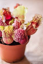 Closeup of Sarracenia- carnivore plant
