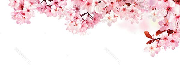 Dreamy cherry blossoms isolated on white