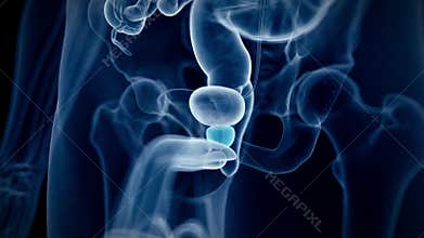 The human prostate