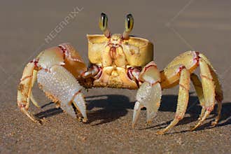 Alert ghost crab