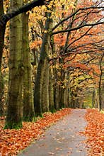 Red autumn road