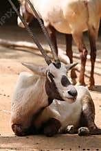 Arabian oryx