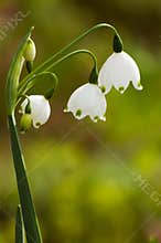 Lily of the Valley