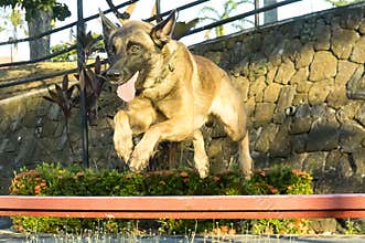 Jumping Belgian Malinois dog
