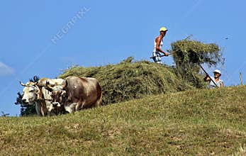 Loading Hay