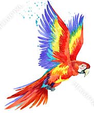 Parrot. Watercolor Parrot illustration. Tropical bird watercolor.