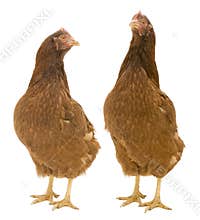 Two Isolated Chickens