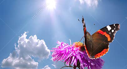 Butterfly on flower against sky